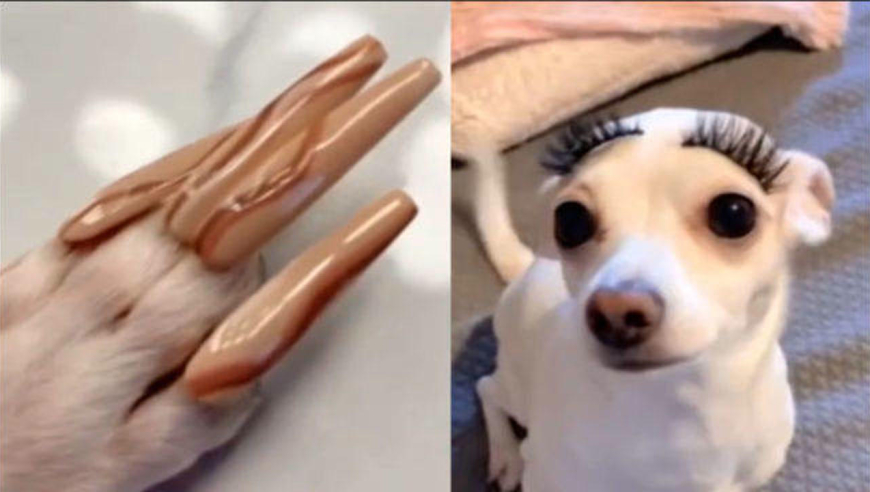 女子给宠物狗做美甲,引来网友质疑:这样会影响狗狗生活