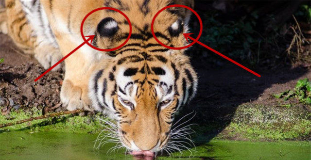 黑龙江朝阳沟出现东北虎,耳朵上长"眼睛",尾巴还能透露情绪