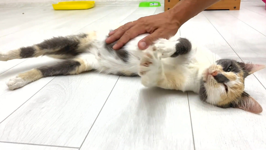 一直摸怀孕母猫的肚子会怎样?网友:这也太暖了吧