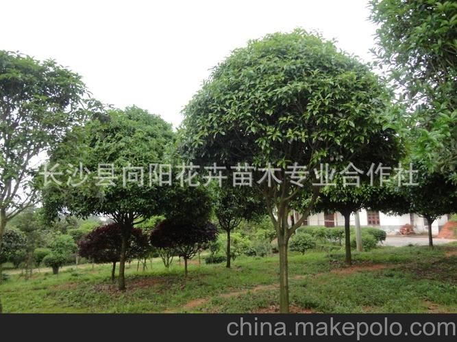 桂花樹分幾種品種圖片？什么品種的桂花樹最好？