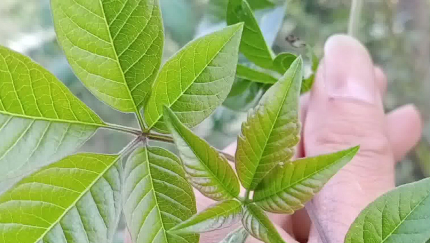 农村长不大的"破石枫",没想到看似不成材,却有这么高的价值