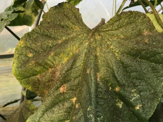 黃瓜上的蚜蟲打什么藥？花椒樹的蚜蟲該如何防治？