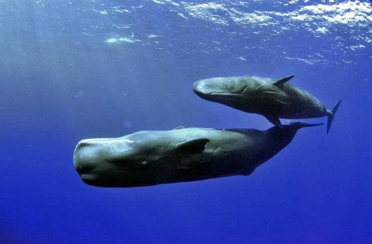 鯨魚能在水里憋氣多久？憋氣潛水是怎樣的體驗？