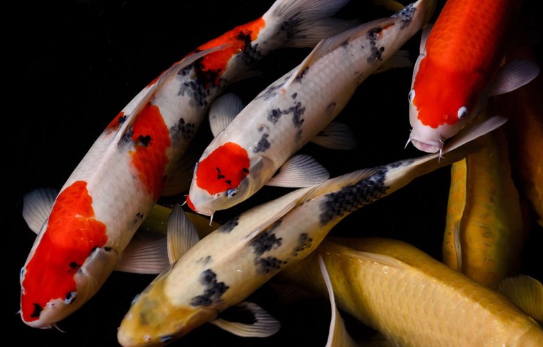 冷水魚身上爛了怎么辦？金魚身上爛了怎么辦？