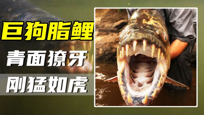 青面獠牙的非洲水虎,把鳄鱼咬的四肢不全,巨狗脂鲤到底有多猛?