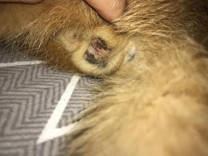 貓知道自己被絕育了嗎？做了絕育的動物會不會知道自己被絕育了？