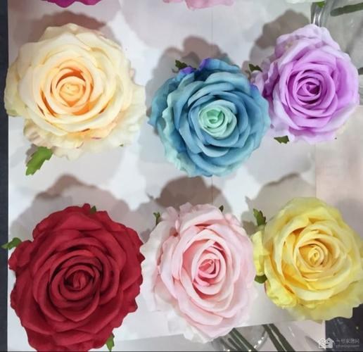 玫瑰花的顏色都有哪些？月季和玫瑰花有什么區別？