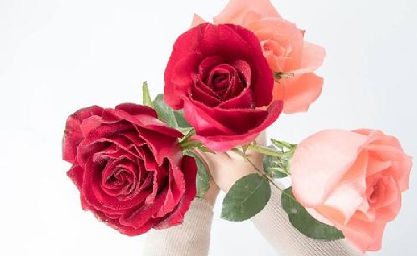 玫瑰花一定代表愛情嗎？七夕，別人送玫瑰花，你送怠嗔？