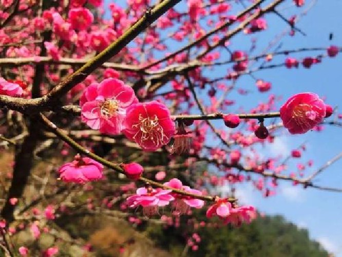 梅園現在梅花開放了嗎？《無錫的梅花開了嗎？》之二臘梅篇
