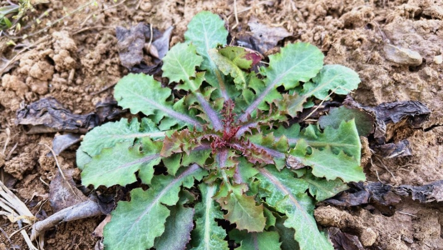 好多人都没见过"还阳参",今天终于找到了,价值是个宝!