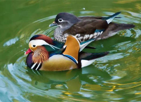 晚春春水鸳鸯美诗六首:春江沉沉春水满,鸳鸯睡美不畏人