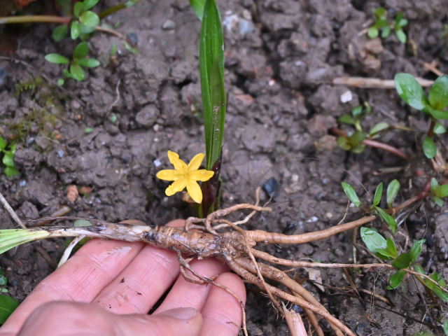 农村"独脚仙茅"难找的野草,价值昂贵的中药材,遇见认识吗?