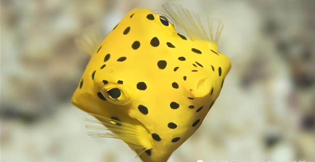 这种波点炸弹,外表浮夸,色彩迷幻鲜艳,格外扎眼亚马逊怪鱼,总喜欢拉帮