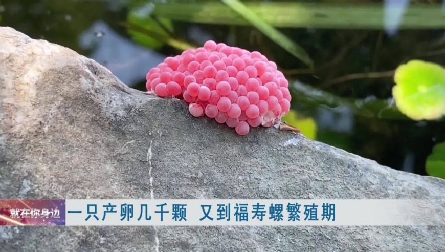 一只产卵几千颗 又到福寿螺繁殖期