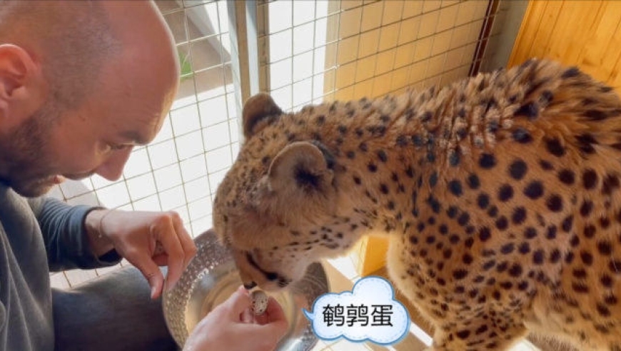 这场面太搞笑了!猎豹第一次吃鹌鹑蛋,却根本找不到蛋在哪