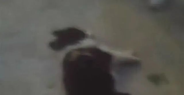 宠物狗吓哭小孩被家长摔死！狗主人这样回应_腾讯新闻
