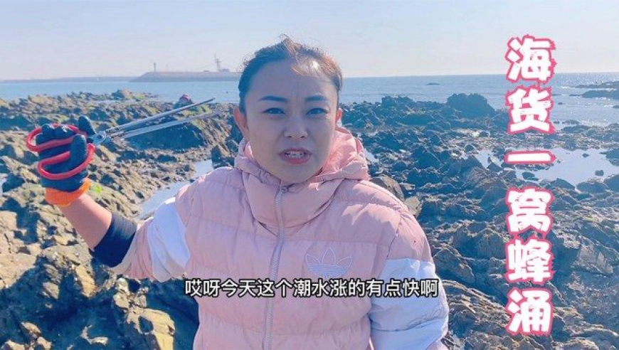 小章赶海碰上一大窝硬货,一只比一只肥,拿去市场上得卖好几百!
