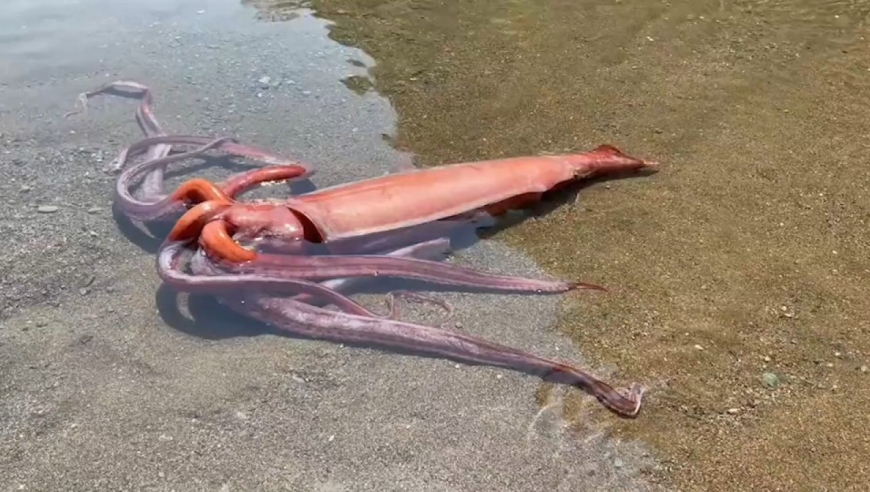 日本海岸惊现3米长罕见巨型鱿鱼,让居民担心不已:不会又地震吧?