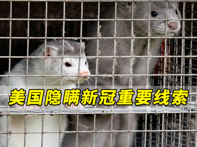"水貂传人"!美国隐瞒新冠重要线索,应该成溯源工作下一目的地