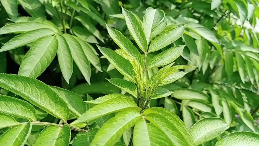 八棱麻又称"接骨草",全身是宝作用很强大,遇见千万