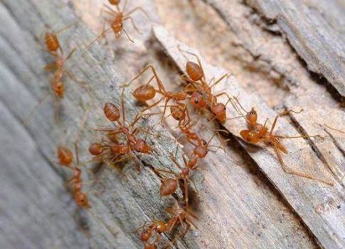 红火蚁每年蔓延至27个县,能否适应低温,河南是否已部分"失守"?