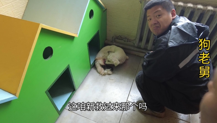 流浪狗到大院不到15天,竟然生了一窝小奶狗,看到了母爱好伟大