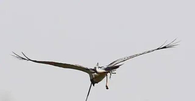 白腹鹞腿部中箭 滹沱河湿地顽强求生