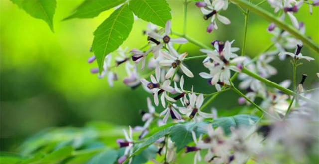 又见春光到楝花，古诗七首，谈谈花信风中的楝花_腾讯新闻