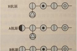 夫婦はO型の血液で次世代を産むためにどのような血液型を持っている必要がありますか？