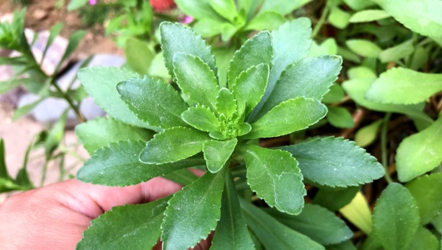 救心菜别名"养心菜",常吃对人身体好,看看有啥价值?