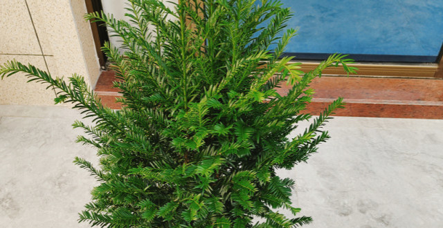 植物界"活化石"红豆杉,好看又好养,值得一试