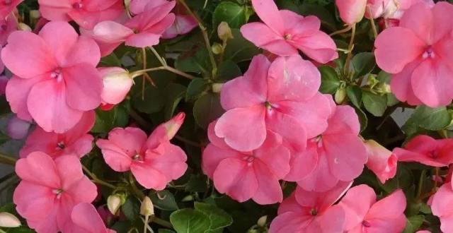 中医观察(166)肾风病的诊断及治疗中医观察(165)劳