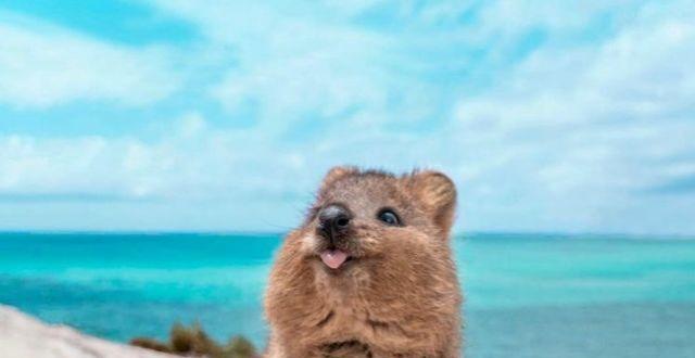 全世界最爱笑《短尾矮袋鼠》微笑天使却濒临绝种危机!