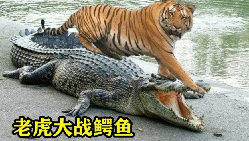 老虎大战鳄鱼,动物世界的精彩对决