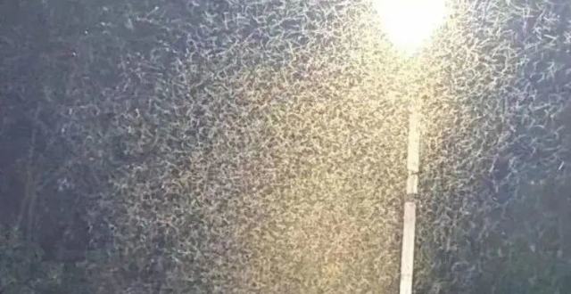 密恐慎入！厦门遭水蚁“入侵”犹如“下雪”！_腾讯新闻