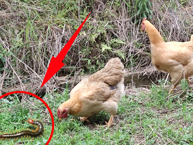 农场活捉一条千足虫,放进鸡群里,看看母鸡为啥会到处乱窜