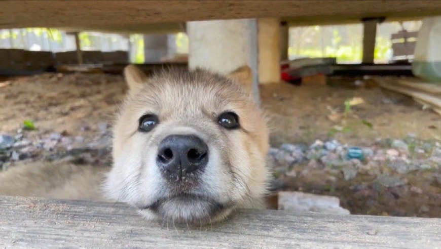 2个月大的小狼崽能有多可爱?这小模样萌的人受不了