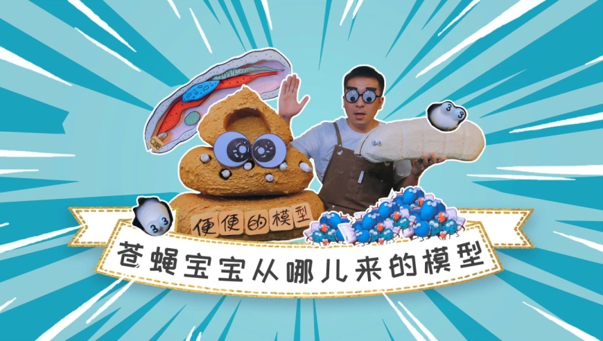 苍蝇宝宝从哪来?这是一条很有"味道"的视频!