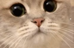 猫を育てるクジラの赤ちゃん（本日おすすめ）