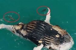 大連で座礁したクジラが発見され、口が膨らんでいるか、爆発しそうになっています。「クジラの爆発」はどれほどひどいものですか。