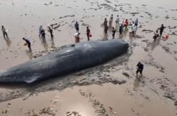 浙江省で立ち往生している長さ10メートルのマッコウクジラ！座礁したクジラを救出する方法、二流の保護された動物です