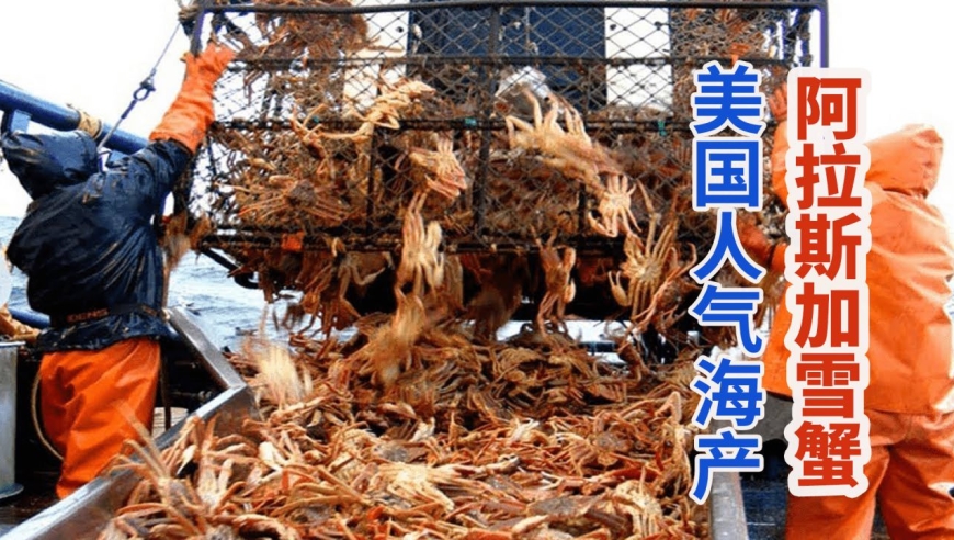 阿拉斯加渔民用蟹笼捕捞雪蟹,数量泛滥堆满甲板满载而归