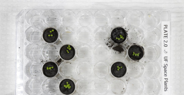 人类在月球土壤中种出植物,月球种菜不是梦?