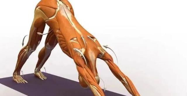 瑜伽下犬式做不好?通过解剖学来帮你深度解析下犬式!