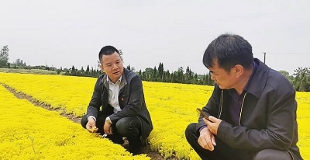 江都区丁伙花木:花团锦簇又一春
