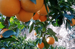 栄養価が高くジューシーな晩期のへそオレンジは、貴陽寿陽フルーツでご利用いただけます