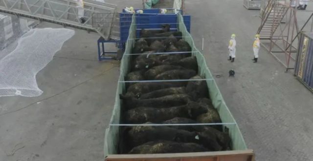 牛来了！1.4万头新西兰种牛昨日入境陆续抵崇_腾讯新闻