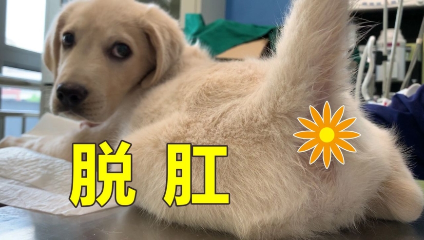 小狗也会脱肛!拉屎太用力,菊花会抗议