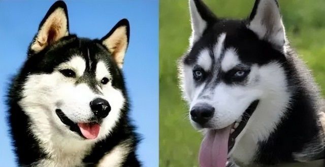 阿拉斯加和哈士奇的区别,你都知道几条?