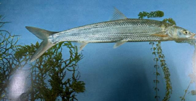 罕见物种"鳤"多次现身,长江禁渔见效果,再不保护或无鱼可捞?